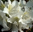 Azalia japońska (Rhododendron japonicum) Palestrina